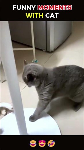 WWE Cats: The Purr-fect RKO! 🐾🔥 #Shorts #viral #cat #funny