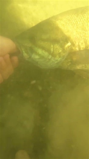 Release on 3 pound Small mouth bass #fishing #basspro #lake #senko #bankfishing