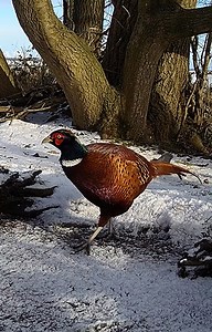 99K views · 7.4K reactions | I built a pond for wildlife and watched what came through the seasons  See winter flocks of fieldfares give way to roe deer, partridges and even a mighty goshawk! #wildlifepond #goshawk #wildlife | Robert E Fuller | Facebook