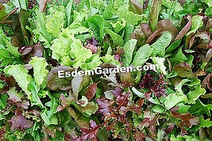 Mesclun: Một Hỗn Hợp Ngon Của Món Salad 🌿 TấT Cả Về Làm VườN Và ThiếT Kế Sân VườN - 2025