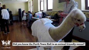 41K views · 276 reactions | Would you have an Alpaca at your wedding? Perth Town Hall is not only an amazing historical venue for your wedding and reception, but is also an animal friendly venue! Barn Babes Mobile Animal Farm Music by Riverside Ensembles | Visit Perth | Facebook
