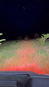 Dump the box!! #hunting #workingdog #hound #sighthound #staghound #greyhound #pitbull #catchdog #runningcatchdog #rcd #nightops #curdog #outdoors #outside # | Lite Hounds