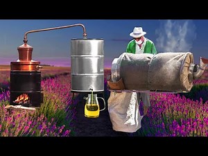 Lavender Harvest & Homemade Oil Distillation