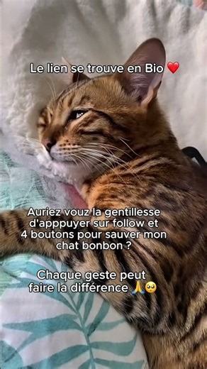 Je vous en supplie, aidez-nous 🥺🙏 #aide #animaux #chats #urgent #refugeanimalier
