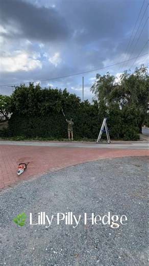 How to Trim a Lilly Pilly Hedge Like a Pro! (Stihl HSE 42 Electric Hedge Trimmer)