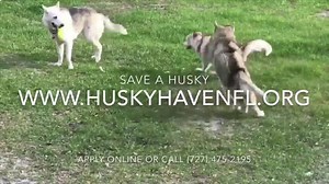6.3K views · 111 reactions | Right now more than ever, we are looking for fosters! It's insane the amount of people abandoning their dogs and we just can't help without fosters. Fostering is amazing, it gives us purpose and hope! These are some of our amazing volunteers of Husky Haven of Florida, some of them have been with us for over 4 years! Be part of our team, and let's help make a difference! Apply at www.HuskyhavenFl.org | Husky Haven of Florida Inc. | Facebook
