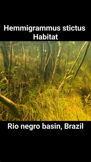 Other fish found in this location, cardinal tetras, pencilfish, Apistogramma and Dicrossus filamentosus (Checkerboard cichlid) #wildlife #animal #nature #underwater #fish #tropicalfish #aquariumfish #fishtank #aquarium | Premier aquatics ltd