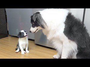 Reviewing My Border Collie After 6 Years