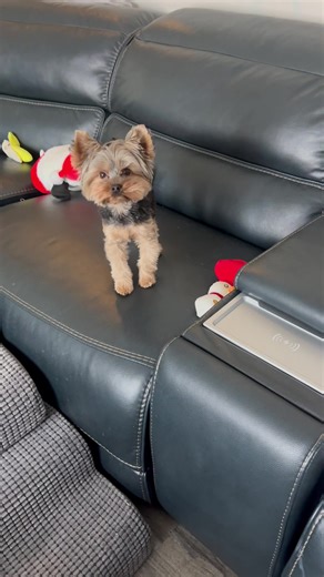 Freddy's Rough Day and the Mystery of the Missing Trash Can