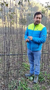 720K views · 10K reactions | *PLANTING MATERIAL AVAILABLE * call Now For Booking 6230368842 Varieties available Plum/apple *APPLE VARIETIES * All High colour strains *Gala STRAINS * 1. All gala strains _PLUM VARIETIES _ Black amber Red Bute Santa rosa Merry Posa Persimmon FUYU Call 6230368842 | Jittu Chauhan Orchardist | Facebook