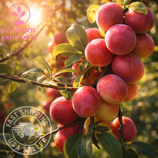 Prunus Americana Plum Tree Seeds – Cold Hardy, Bonsai - Etsy