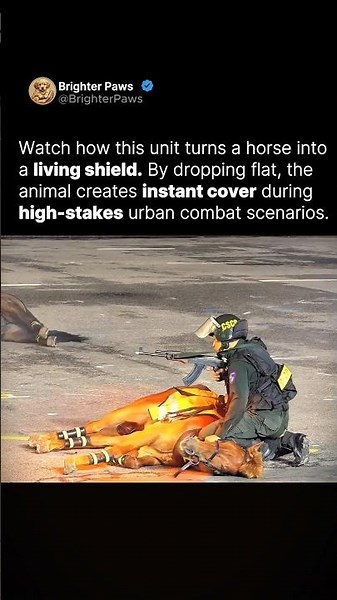 How police train mounts for real combat🐴
