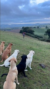 🐾 Stop on a Dime! Labradors in Action | Gundog Training Magic