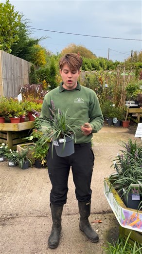 Plant of The Week Time ... This week we have gone for shade-loving , evergreen , Liriope Muscari. Available instore and online (www.newgatenurseries.com) | Newgate Nurseries