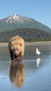1.4M views · 27K reactions | Turn your volume up to hear the sounds of this bear crunching on a razor clam and pushing its paw into the mud to dig up more. #alaskaliving #scenicbearviewing #bearviewing #alaskabears #alaskawildlife #alaskalife #alaskaphotography#alaskaphotographer #wildalaska #alaskalife #flyfishing #flyfishingjunkie #flyfishingaddict | Brooke Bartleson Wildlife | Facebook