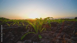 agriculture drip irrigation system, green corn maize field on agricultural plantation with sun shines in the evening, low angle and Tilt down camera shot, agricultural technology and saving water