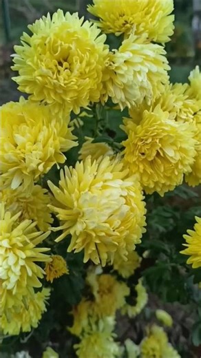 Aster flower#flowers #shorts#nature
