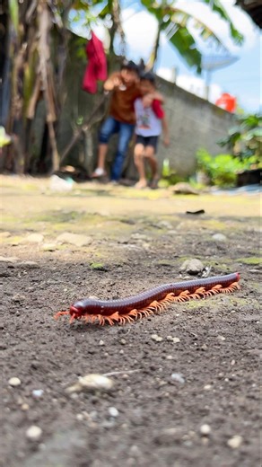 Ballet Boys, Lollipop and ballet dance to attract the attention of a millipede #millipede #shorts
