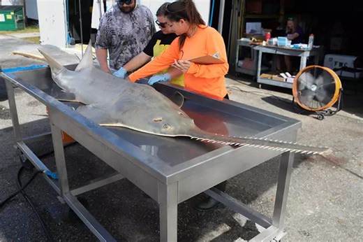 Florida Fish Are Mysteriously Dying After ‘Spinning and Whirling,’ and Scientists Can’t Explain It