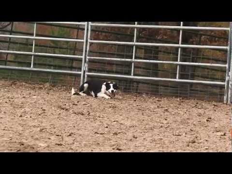 Working Like a Dog - Cowdog Training w/ Mike Wright