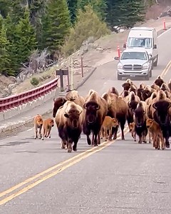 1.6M views · 62K reactions | Bison stampede across a bridge | MetDaan Animals | Facebook