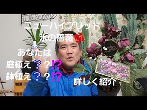 初めてのガーデニング！⤴️ニューハイブリッドクリスマスローズ氷の薔薇🌹庭植えや鉢植えの1月2月冬場の管理方法などを詳しく紹介‼️