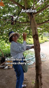 Its also known as Panama berry, Singapore cherry or West Indian cherry, has potential benefits for cardiovascular health, digestion, anti inflammatory, antibacterial and antioxidant properties. #fbreels2025ツ #plantita #plantsmakepeoplehappy #fruittrees #teamangatan | South Victoria Garden