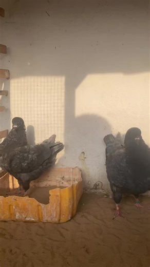 Vidéos de Sow Breeding (@sowbreeding) avec son original - 🇸🇳𝕾.𝖒𝖆 𝖋𝖎𝖊𝖗𝖙é✪🎬📀♐