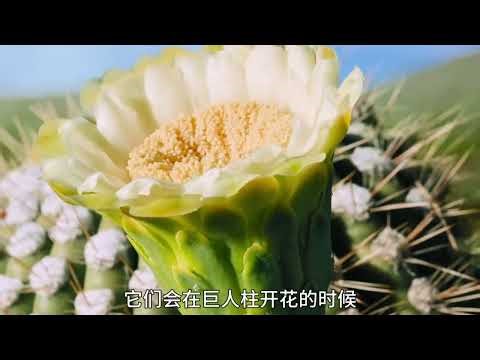 The Hidden Ecosystem of the Saguaro Cactus