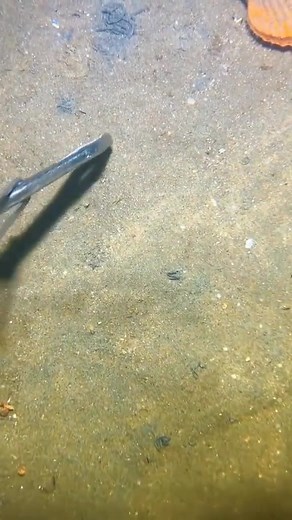 74K views · 676 reactions | Catching crabs  Watch till the end | fish hunting | Facebook