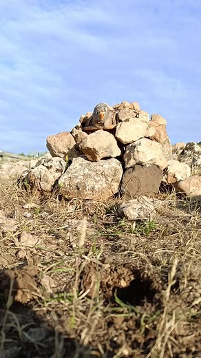 Captivating Quail in its Natural Habitat