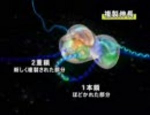 みてわかるDNAのしくみ　- Vol.2 Appendix-