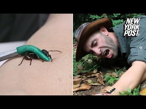 Watch this guy get stung by the most painful insect known to man