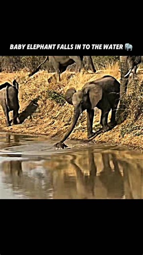 The unity of elephants! 🐘 #viralshorts #viralytshorts #short #animalshorts #ytshorts #elephant