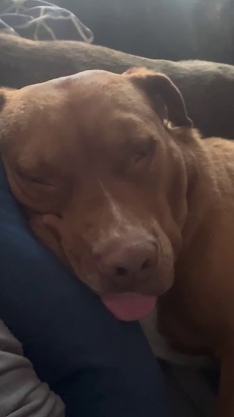 Sleeping Pit Bull Makes Funny Snorting Sounds