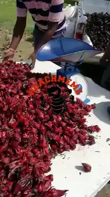 Red Chili Pepper Sorting Process at a Local Farm