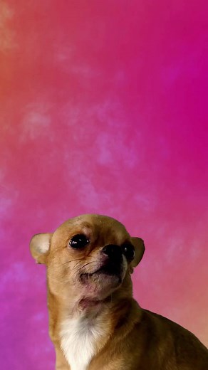 Cuidado de Chihuahua: 5 Recomendaciones Básicas