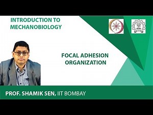 Focal Adhesion Organization