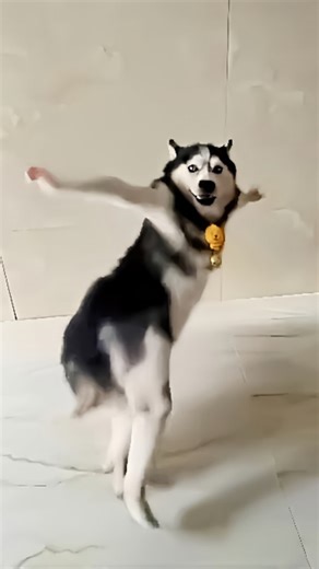 Husky Dance on Instagram: "husky dance #instagram #treding #husky #dog"