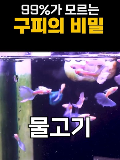 구피 키우기: 3년간의 경험과 통찰