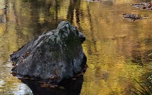 ASMR 日本秋の円原川 紅葉と綺麗な湧水が流れる音 秋叶与潺潺流水 自然环境白噪音 BGM 3小时 冥想专注正念助眠疗愈放松环境禅修静心解压睡