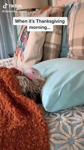 All My Birds Are Pets - Fun and Wholesome Farm Life Vlog