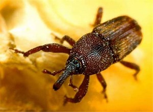 Maize weevil - Alchetron, The Free Social Encyclopedia