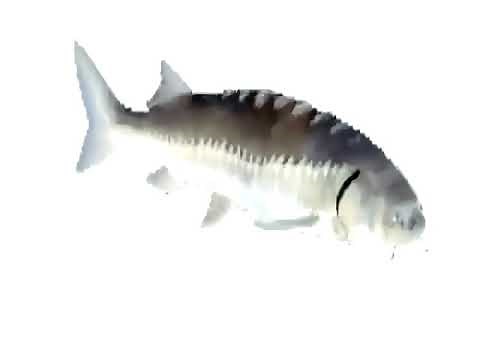 Spinning Fish - HD Remaster
