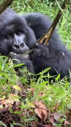 What do mountain gorillas eat? #mgahingagorillanationalpark #mountaingorillas #gorillas