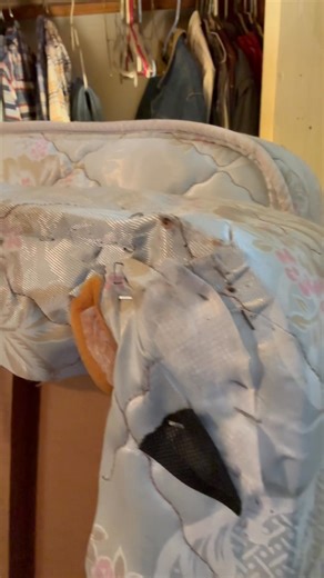 Bed bugs are one of the most stressful problems a homeowner can deal...