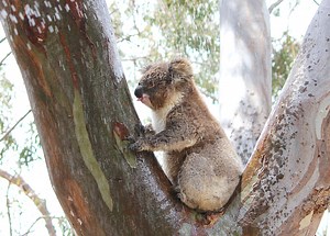 Tree trunks take a licking as koalas source water