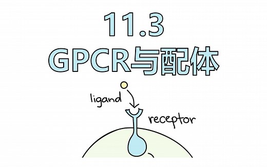【细胞生物学】11.3 G蛋白偶联受体 (GPCR)与配体