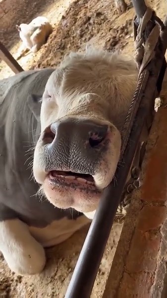 CUTE SLEEPING COW