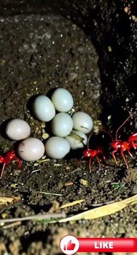 Inside a Red Fire Ant Colony POV | Real Micro Camera Footage